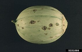 Cucumis melo - Cab - Cladosporium cucumerinum - Mary Ann Hansen.jpg