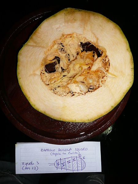 File:Cucurbita pepo "zapallo de Angola" semillería La Paulita - fruto cortado (AM13) - sector 6 foto 1.JPG