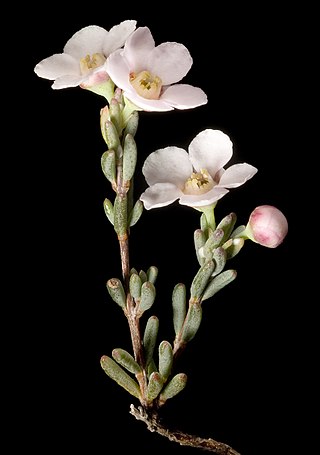 <i>Cyathostemon</i> Genus of flowering plants