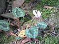 Cyclamen cilicium