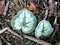 Cyclamen coum 'Pewter Group' leaves