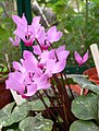 Cyclamen peloponnesiacum