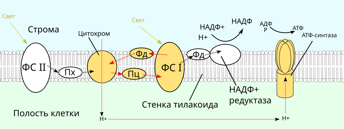 Схема нециклического фосфорилирования