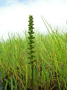 Cycnogeton procerum flowerhead1 - פליקר - איש דשא מקלי.jpg