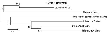 Phylogenic tree showing Quaranfil virus, Cygnet River virus and selected orthomyxoviruses, based on the matrix protein Cygnet River phylogeny (EID 2012 Fig2).jpg