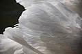 * Nomination Cygnus feathers --Basile Morin 12:46, 1 December 2017 (UTC) * Promotion Good quality. --Ermell 17:33, 1 December 2017 (UTC)