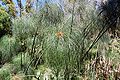 Cyperus papirus Orto botanico di Palermo 0009.JPG