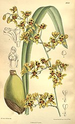 Miniatura para Cyrtochilum densiflorum