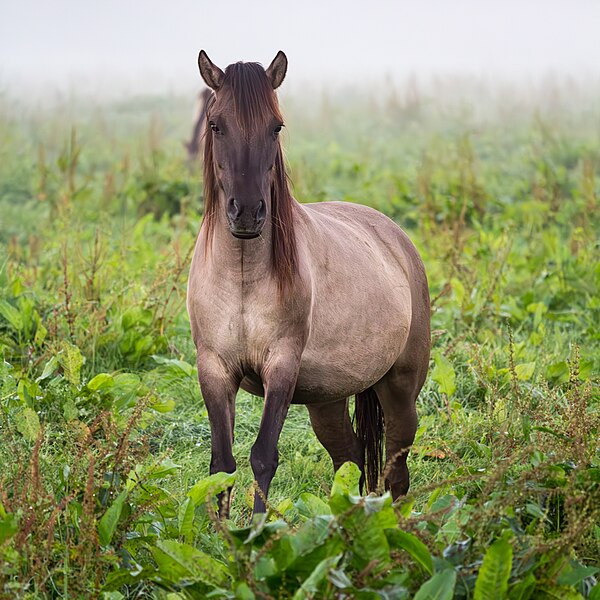 File:Dülmen, Merfeld, Dülmener Wildpferde in der Wildbahn -- 2016 -- 4719.jpg