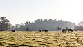 * Nomination Cows on pasture in the morning light, Dülmen, North Rhine-Westphalia, Germany --XRay 06:40, 2 January 2016 (UTC) * Promotion  Support good quality --Christian Ferrer 07:18, 2 January 2016 (UTC)