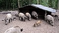 Wildschweingehege am Forsthaus