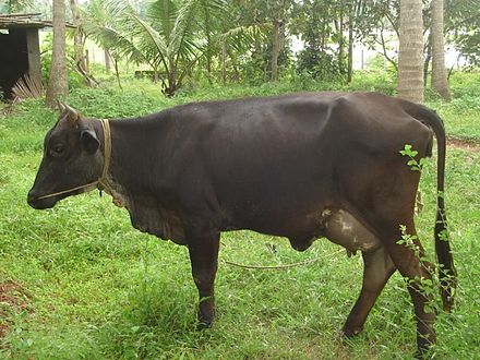 Cow in Chamakunnu Daisy cow.JPG