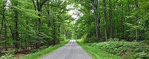 Dans la forêt du Tronçais (03) - panoramio.jpg