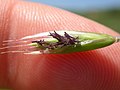 Thumbnail for Danthonia californica