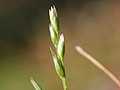 inflorescence, Photo by Kristian Peters