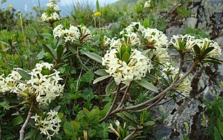 <i>Daphne glomerata</i> Species of shrub