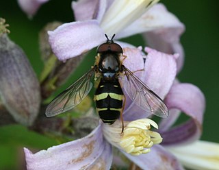 <i>Dasysyrphus tricinctus</i> Species of fly