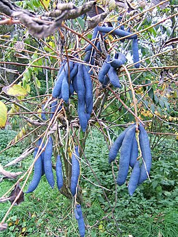 Kék babfa (Decaisnea fargesii) érett termésekkel