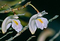 Dendrobium flexile