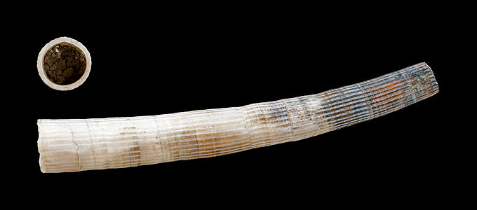 Dentalium fossile