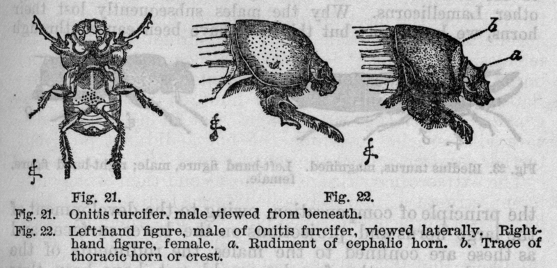 File:Descent of Man - Burt 1874 - Fig 21.png