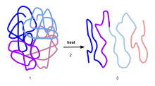 Visual representation of protein denaturation. A globular protein becomes unfolded when exposed to heat. Diagram -2 denaturation.svg