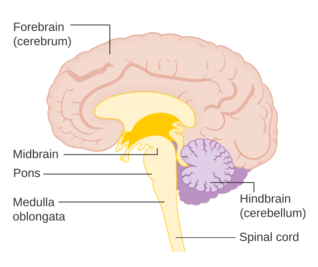 ANS 206 Brain Diagram Diagram