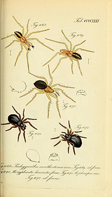 Die Arachniden (Plitalar CCCCXXXI) (8569448052) .jpg