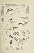 Bulbophyllum schefferi fig. 346