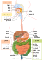 Digestive system diagram sk.svg