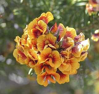 <i>Dillwynia pungens</i> Species of flowering plant