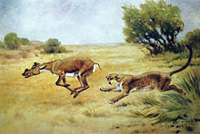 Restoration of Dinictis and Protoceras by Charles R. Knight Dinictis and Protoceras.jpg