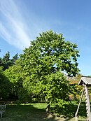 Diospyros virginia (Ebenaceae) (tree).JPG