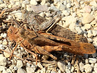 Dissosteira carolina-ovipositing threesome.jpg