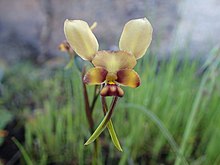 Diuris concicillata.jpg