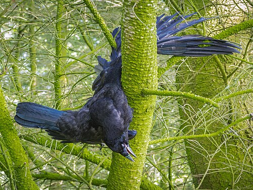 This Dead Rook (Corvus frugilegus ) has had a nasty death, confused between the branches of a Pinus.}}