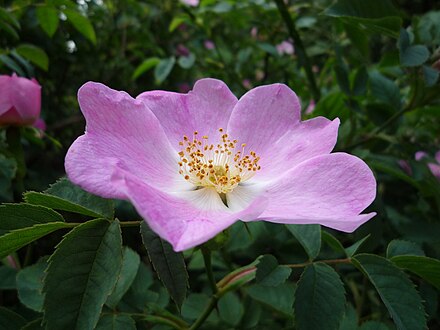 Pink dog rose