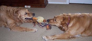 Two Golden Retriever dogs playing with a dog t...