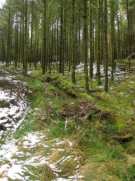 File:Dolgoch forest - geograph.org.uk - 739420.jpg