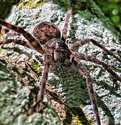 Dolomedes tenebrosus