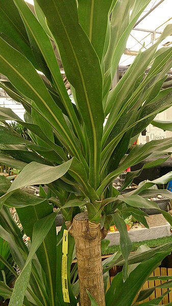 File:Dracaena gymea.jpg