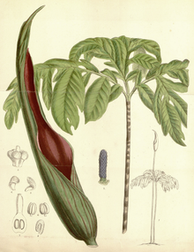 Dracontium spruceanum CBM.png