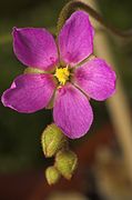 Drosera collinsiae