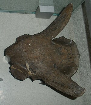 Duboisia santeng, skull