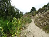 Dans les Dunes de Flandres la Réserve Naturelle de la Dune Dewulf .- Leffrinckoucke Nord