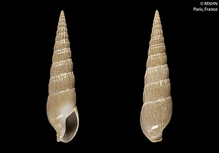 <i>Bathyterebra coriolisi</i> Species of gastropod