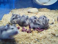 File:Dwarf hamsters eating cooked, frozen beans - 03.ogv