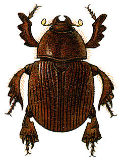 Dynamopodinae Subfamily of beetles