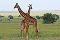 O Serengeti, na África, é um dos maiores e mais famosos parques nacionais do mundo