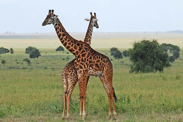 File:Eastern_Serengeti_2012_05_31_2866_(7522635772).jpg